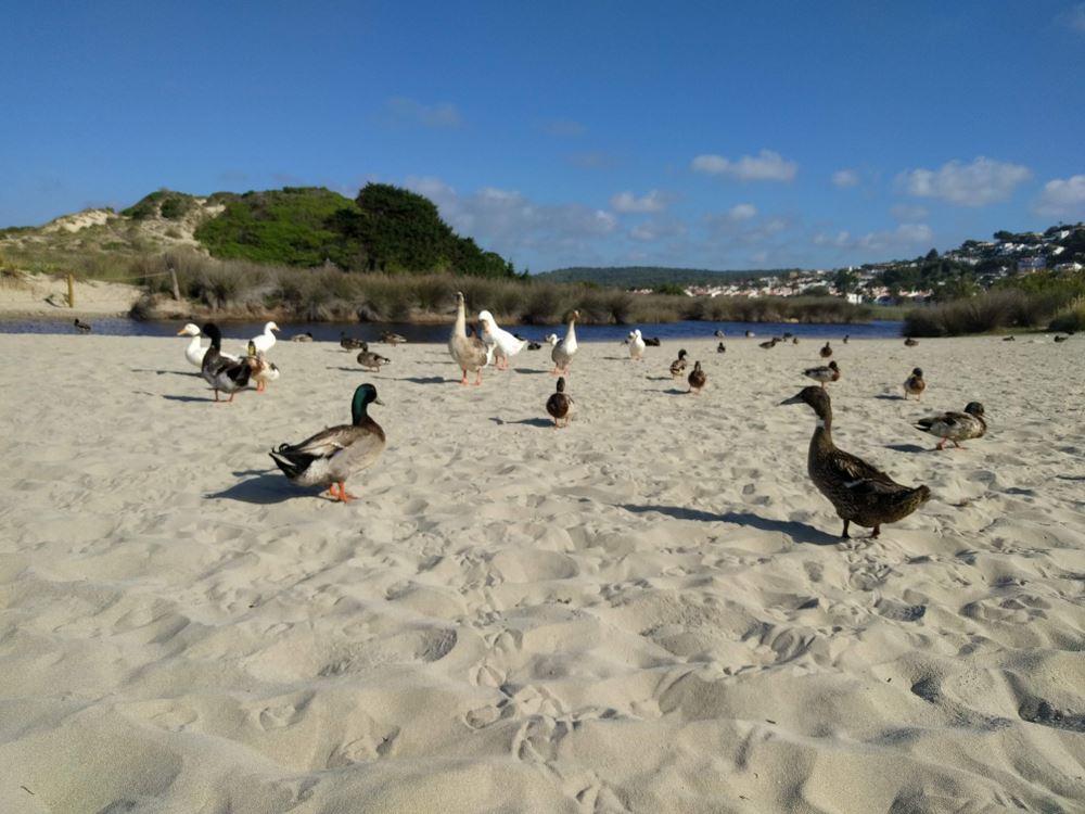 Vogelbeobachtung auf Menorca