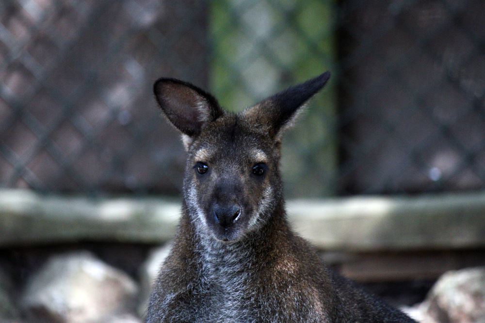 Känguru