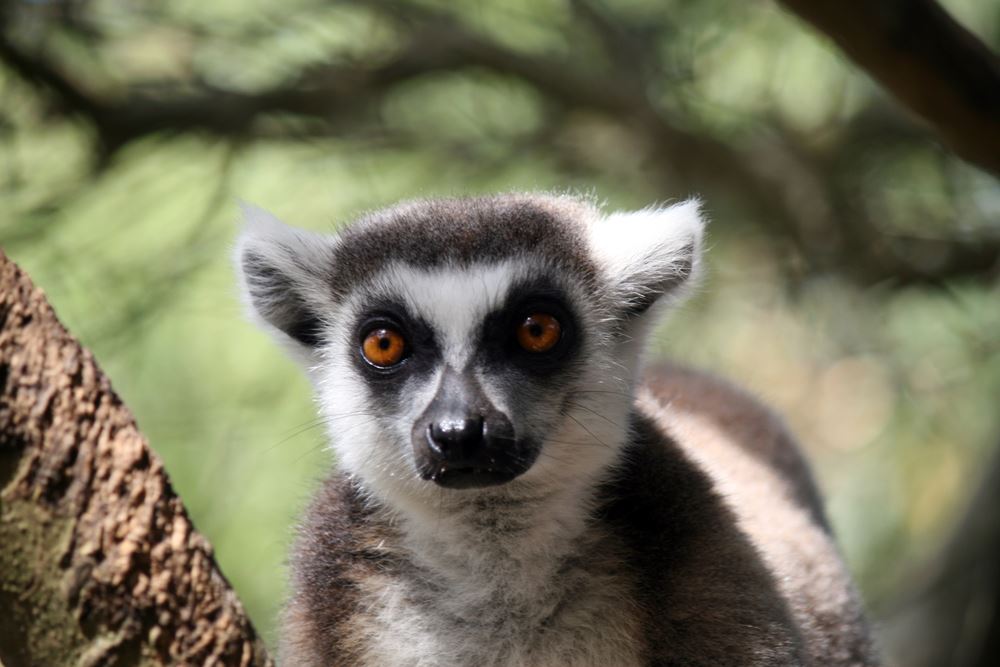 Lemur